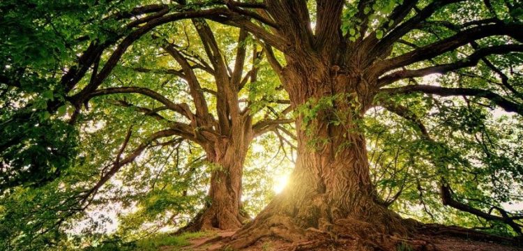 Albero molto grande in una foresta